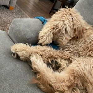 Meet your Posher, Anthony